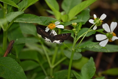 Tagiades ultra