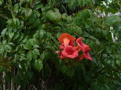 Campsis