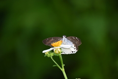 Tagiades ultra