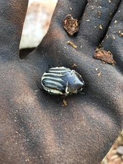 Trichaulax philipsii