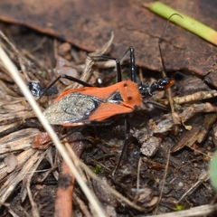 Gminatus