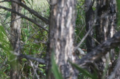 Melaleuca paludicola