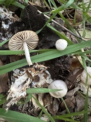 Marasmius albogriseus