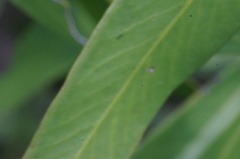Melaleuca paludicola