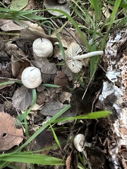 Marasmius albogriseus