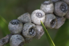 Melaleuca paludicola