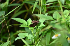 Ancistroides nigrita
