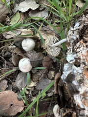 Marasmius albogriseus