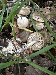 Marasmius albogriseus