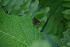 Ancistroides nigrita