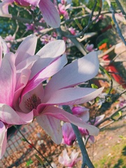 Magnolia