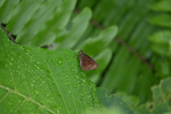 Ancistroides nigrita