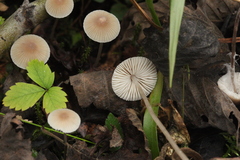 Mycena metata