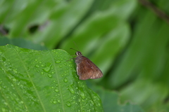 Ancistroides nigrita