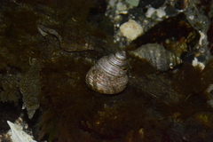 Calliostoma ligatum