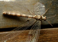 Bandidus canifrons