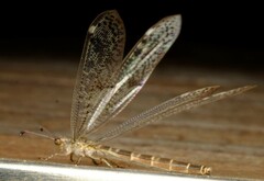 Bandidus canifrons