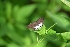 Tagiades ultra