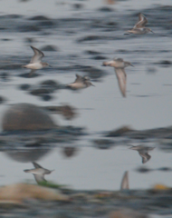 Calidris minuta