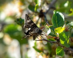 Litocala sexsignata