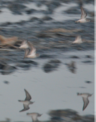 Calidris minuta