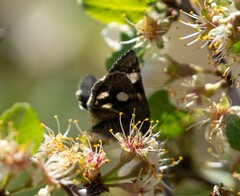 Litocala sexsignata
