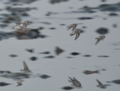 Calidris minuta