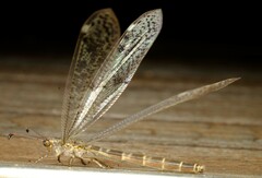 Bandidus canifrons