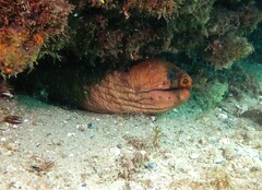 Gymnothorax prasinus