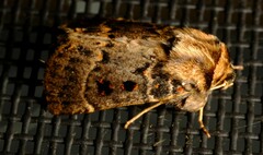 Proteuxoa sanguinipuncta