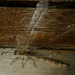 Bandidus canifrons