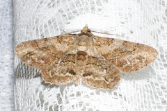 Cleora repetita