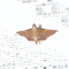 Endotricha pyrosalis