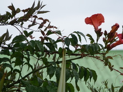 Campsis
