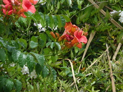 Campsis