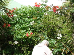Campsis