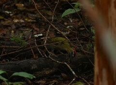 Picus vittatus