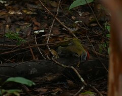 Picus vittatus