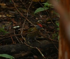 Picus vittatus