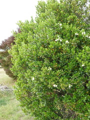 Myrtus