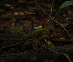 Picus vittatus
