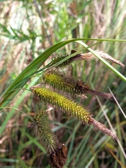 Carex fascicularis