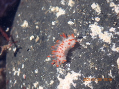 Limacia mcdonaldi