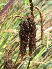 Carex fascicularis