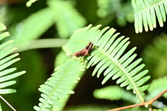 Traulia azureipennis