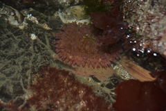 Urticina clandestina