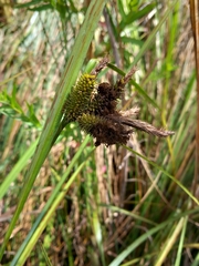 Carex fascicularis