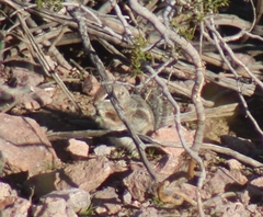 Ammospermophilus harrisii