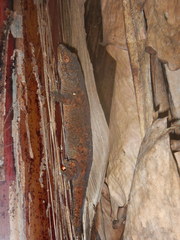 Ailuronyx seychellensis