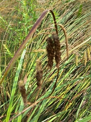 Carex fascicularis